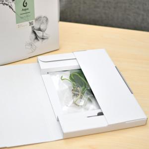 胡蝶蘭 花芽苗 Aqua orchid 【アク...の詳細画像2