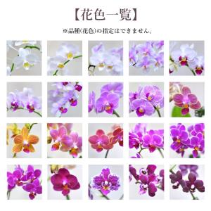 胡蝶蘭 花芽苗 Aqua orchid 【アク...の詳細画像3