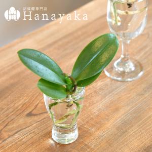 胡蝶蘭 花芽苗 Aqua orchid 【アク...の詳細画像4