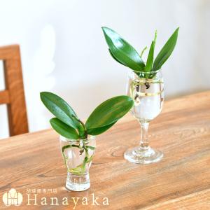 胡蝶蘭 花芽苗 Aqua orchid 【アク...の詳細画像5