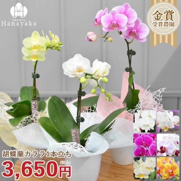 胡蝶蘭 ※現在1輪開花〜　カララL（ミニミディ） 1本立ち ラッピング、カード付き 鉢花 フラワーギ...