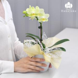 胡蝶蘭 ※現在2分咲き〜 カララL(ミニミディ...の詳細画像5