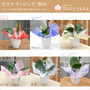 胡蝶蘭 ※現在2分咲き〜 カララL(ミニミディ...の詳細画像1