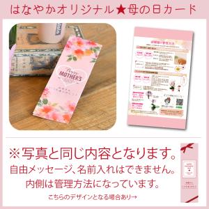 胡蝶蘭 ※蕾多めの場合あり カララL(ミニミデ...の詳細画像2