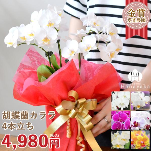 胡蝶蘭 カララL（ミニミディ） 4本立ち ラッピング、カード無料 ギフト 誕生日 プレゼント 贈り物...