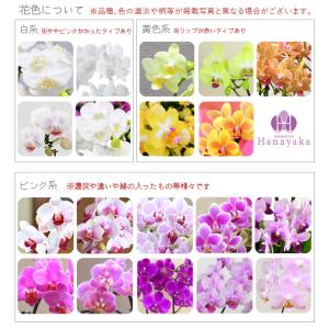 胡蝶蘭 ※現在2分咲き〜 カララL(ミニミディ...の詳細画像1