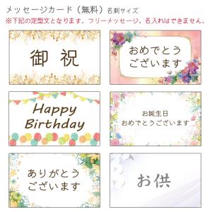 胡蝶蘭 ※現在2分咲き〜 カララL(ミニミディ...の詳細画像3