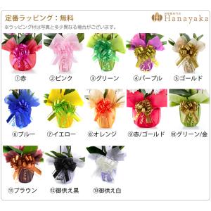 胡蝶蘭 ※現在2分咲き〜 カララL(ミニミディ...の詳細画像2