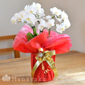 胡蝶蘭 ※現在2分咲き〜 カララL(ミニミディ...の詳細画像5