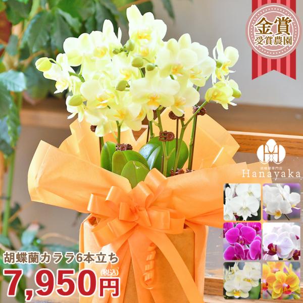 胡蝶蘭 カララL（ミニミディ） 6本立ち ラッピング、メッセージカード付き 鉢花 フラワーギフト 誕...