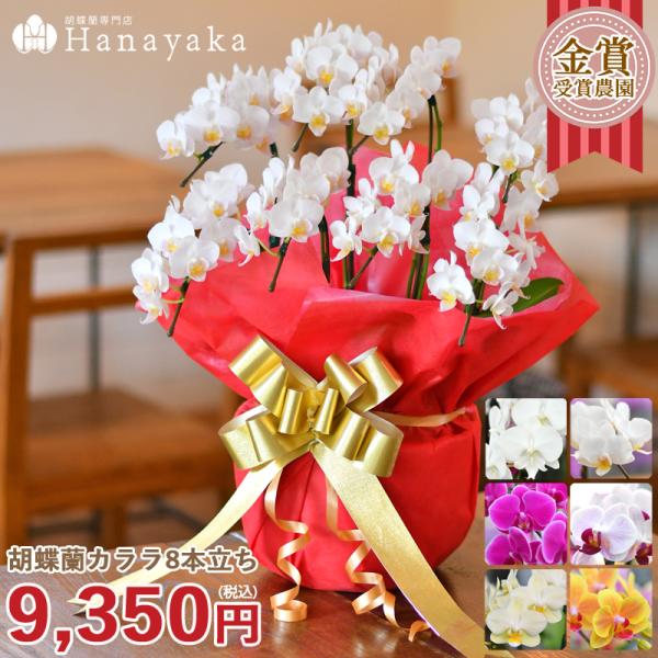 胡蝶蘭 カララL（ミニミディ） 8本立ち ラッピング、メッセージカード付き 鉢花 フラワーギフト 誕...