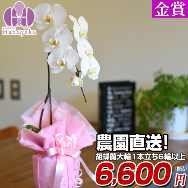 胡蝶蘭 大輪 1本立ち6輪以上  胡蝶蘭 ギフト プレゼント お祝い 花 フラワー 鉢花 開院 開店...