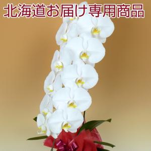 【北海道お届け専用】胡蝶蘭  白大輪 1本立ち 9輪以上　※4〜5輪咲き　送料無料【営業日昼12時迄の注文で翌々日出荷】 ギフト お祝い  開店 開業 誕生日｜hanayaka