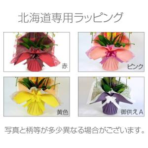 【北海道お届け専用】胡蝶蘭 白大輪 1本立ち ...の詳細画像1