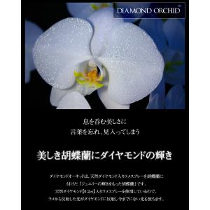 胡蝶蘭 ダイヤモンドオーキッド 胡蝶蘭 大輪7...の詳細画像2