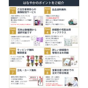 胡蝶蘭 ダイヤモンドオーキッド 胡蝶蘭 大輪7...の詳細画像5