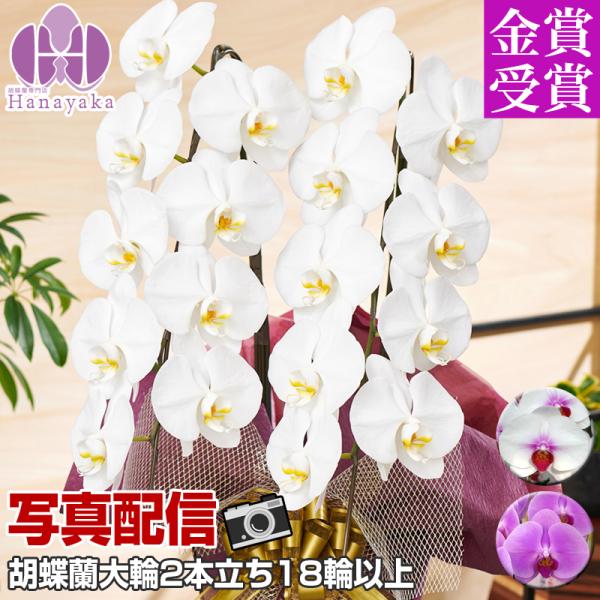 胡蝶蘭 大輪 2本立ち18輪以上  つぼみ込み 胡蝶蘭 ギフト プレゼント お祝い 花 フラワー 鉢...