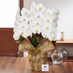 胡蝶蘭 ポイント2倍 3本立ち 27輪以上 蕾...の詳細画像1