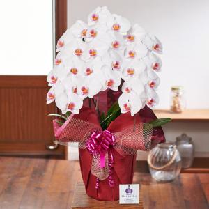 胡蝶蘭 ポイント2倍 3本立ち 27輪以上 蕾...の詳細画像3