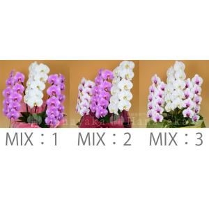 胡蝶蘭 ポイント2倍 3本立ち 27輪以上 蕾...の詳細画像4