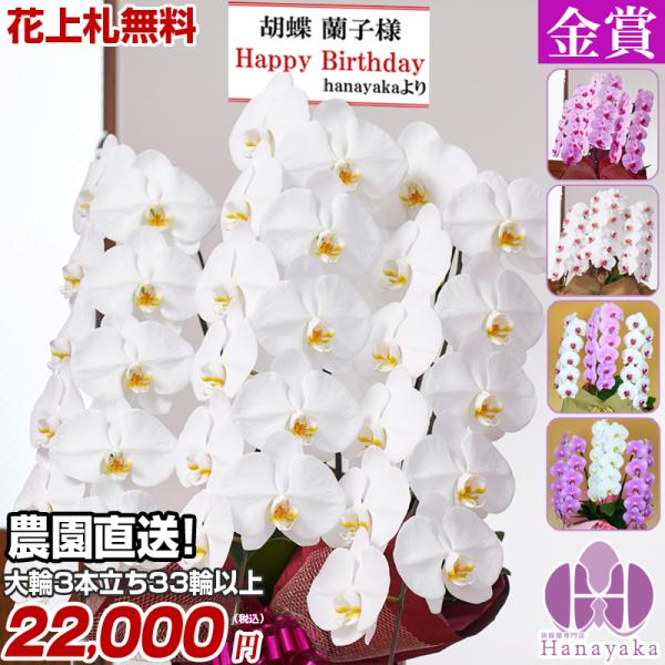 胡蝶蘭 ポイント15倍 3000円分還元 大輪 3本立ち 33輪以上 蕾込 花上木札無料！  お祝い...