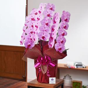 胡蝶蘭 ポイント15倍 3000円分還元 大輪...の詳細画像2