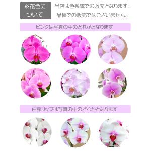 胡蝶蘭 ポイント15倍 3000円分還元 大輪...の詳細画像5