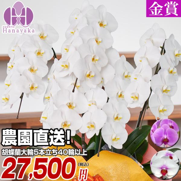 胡蝶蘭 大輪 5本立ち 40輪以上 つぼみ込み 胡蝶蘭 ギフト プレゼント お祝い 花 フラワー 鉢...