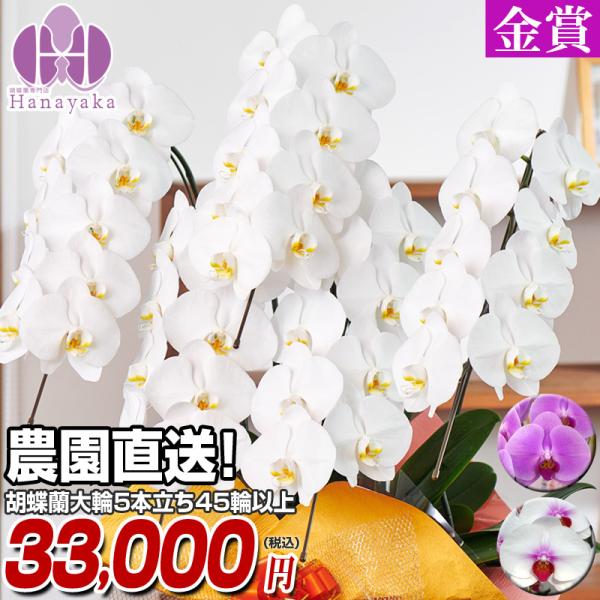 胡蝶蘭 ポイント5倍　大輪 5本立ち 45輪以上 蕾込み 胡蝶蘭 ギフト プレゼント お祝い 花 フ...