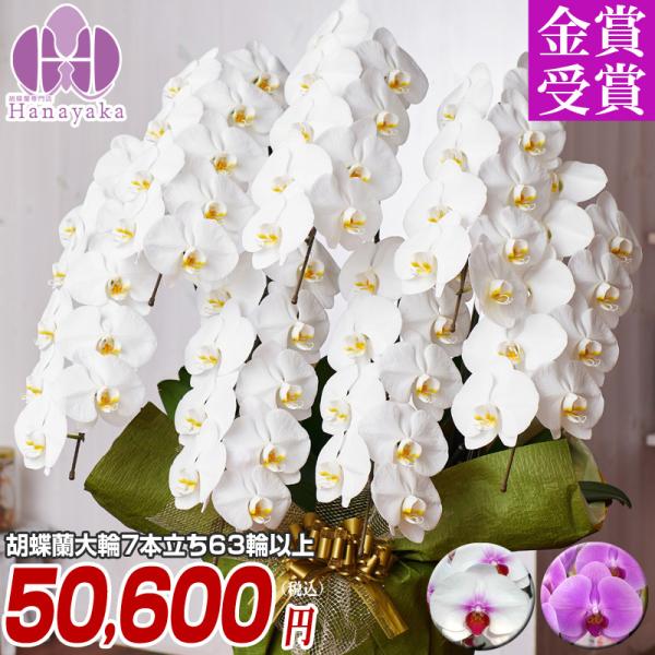 胡蝶蘭 ポイント5倍 大輪7本立ち63輪以上 蕾込み 【佐川】胡蝶蘭 ギフト プレゼント お祝い 花...