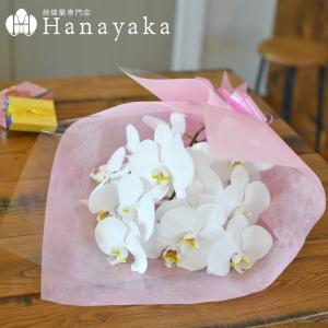 胡蝶蘭 白大輪 花束 切花 3本〜5本束 花色...の詳細画像4