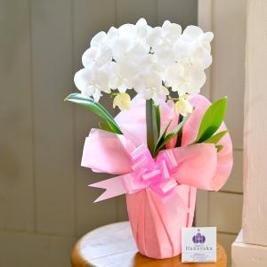 胡蝶蘭 ミディ 2本立ち ※2〜6分咲き ラッ...の詳細画像2