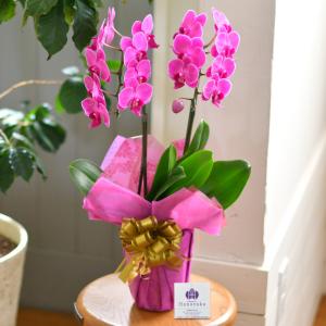 胡蝶蘭 ミディ 2本立ち ※2〜6分咲き ラッ...の詳細画像3