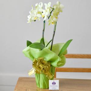 胡蝶蘭 ミディ 2本立ち ※2〜6分咲き ラッ...の詳細画像4