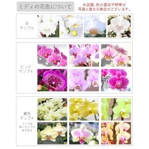 胡蝶蘭 ミディ 2本立ち ※2〜6分咲き ラッ...の詳細画像5