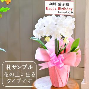 胡蝶蘭 ミディ 2本立ち ※2〜6分咲き ラッ...の詳細画像1