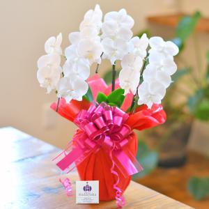 胡蝶蘭 ミディ 3本立ち(※2〜6分咲き)ラッ...の詳細画像2