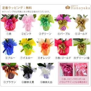 胡蝶蘭 ミディ 3本立ち ラッピング、札無料!...の詳細画像5