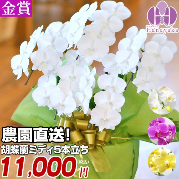 胡蝶蘭 ミディ 5本立ち　※2〜6分咲き　ラッピング、札無料！ 写真配信あり ギフト プレゼント お...
