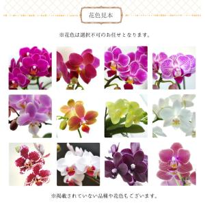 胡蝶蘭 カララS ミニ胡蝶蘭 1本立ち ウッド...の詳細画像2