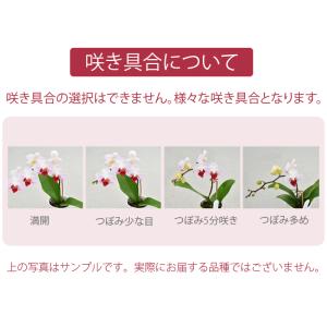 胡蝶蘭 カララS ミニ胡蝶蘭 1本立ち ウッド...の詳細画像4