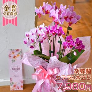 遅れてごめんね母の日 ギフト 胡蝶蘭 カララ　ミニミディ 6本立ち★6　※EV プレゼント 花 ランランマザー フラワーギフト