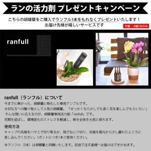 胡蝶蘭 ポイント7倍 蘭の活力剤プレゼント 大...の詳細画像2