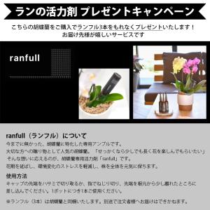 胡蝶蘭 ポイント7倍 蘭の活力剤プレゼント 大...の詳細画像2