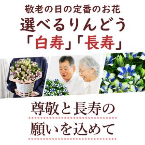 早割 敬老の日 2026 プレゼント ギフト ...の詳細画像1