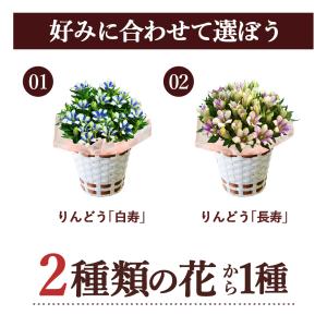 早割 敬老の日 2026 プレゼント ギフト ...の詳細画像2