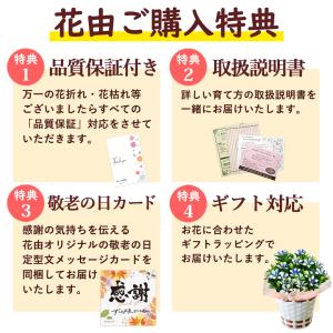 早割 敬老の日 2026 プレゼント ギフト ...の詳細画像3