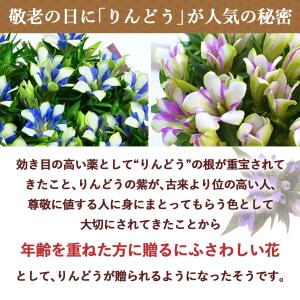 早割 敬老の日 2026 プレゼント ギフト ...の詳細画像4