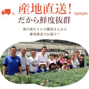 まだ間に合う ※一部地域を除く 母の日 202...の詳細画像1