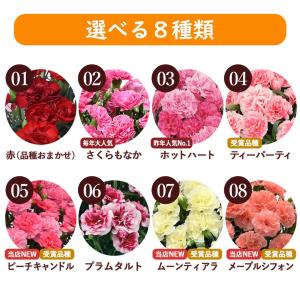 母の日 超早割 2026 花 カーネーション ...の詳細画像2